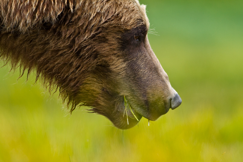 Grizzly Bear